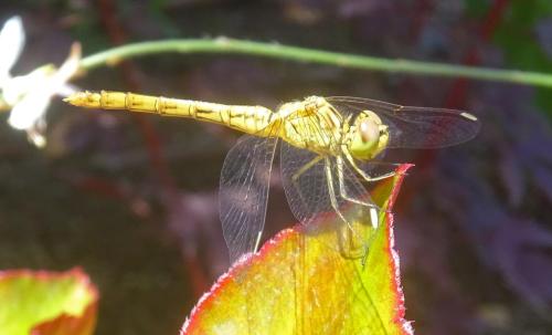 Réf. 306 727 : Sympetrum meridionale