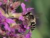 306919 – Photo : Danièle Tixier-Inrep – France (30)