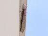 306930 – Photo : patrick derennes – France (06)