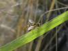 306331 – Photo : Andre Astric – France (68)