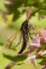 306278 – Photo : Olivier Pouvreau – France (86)
