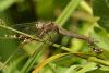 306563 – Photo : Franck Pion – France (78)