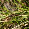 306565 – Photo : Franck Pion – France (78)