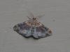 306807 – Photo : VERMELLE Georges – France (62)