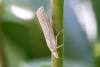 306713 – Photo : Jean-Claude Lablanquie – France (63)