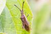 306973 – Photo : Jean-Claude Lablanquie – France (63)