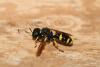 306208 – Photo : Daniel INGREMEAU – France (36)