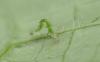 306500 – Photo : Pierre BABY – Mayotte