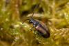 306348 – Photo : Chantal GAULIER – France (88)