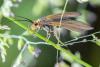 306946 – Photo : Chantal GAULIER – France (88)
