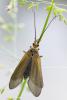 306944 – Photo : Chantal GAULIER – France (88)