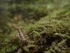 306915 – Photo : Laurent Souchaud – France (90)
