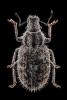 306658 – Photo : Christophe Pellé – France (30)