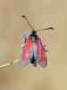 306003 – Photo : Jean-Jacques PORTENEUVE – France (83)