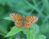 306756 – Photo : Didier GODREAU – France (25)