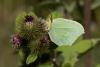 306324 – Photo : Jessica Joachim – France (81)