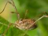 306151 – Photo : Cédric Mondy – France (94)