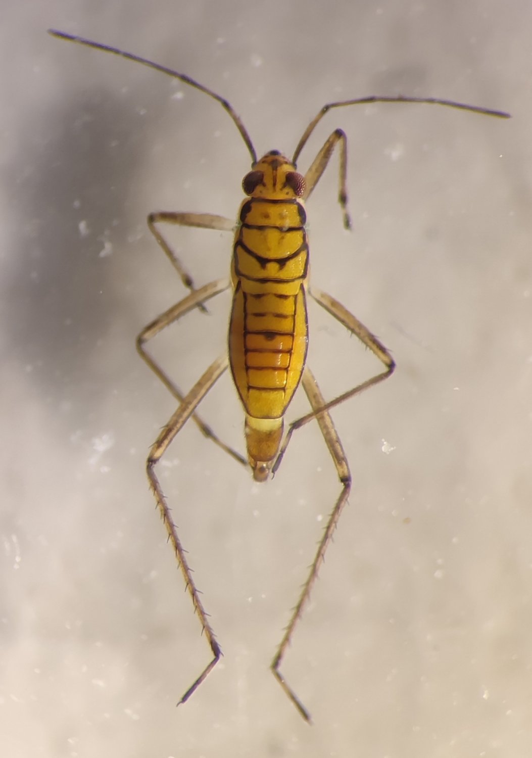 Nicolas ORLIAC - Mesovelia furcata - réf. 306475 (1053 x 1500 pixels, 94 ko)