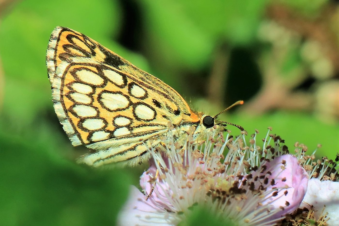 Nelly FEINTE - Heteropterus morpheus - réf. 306131 (1400 x 933 pixels, 211 ko)
