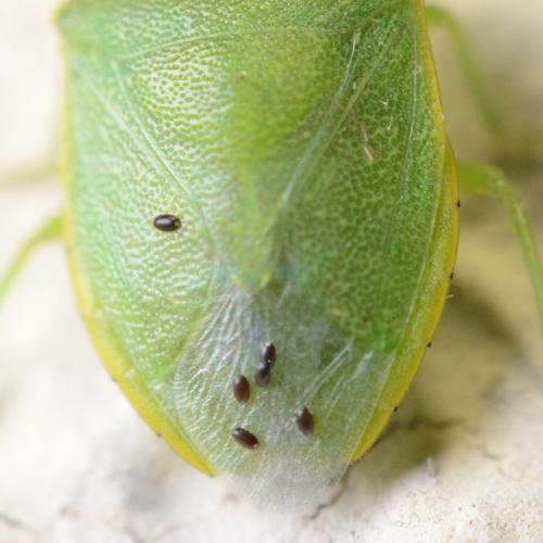 Réf. 307 664 : Phasiinae inconnu