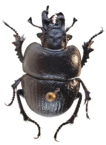 Lethrus karelini