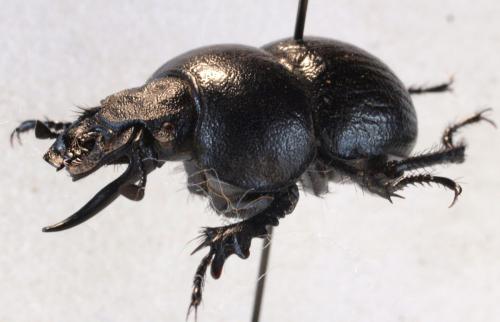 Réf. 307 065 : Lethrus karelini