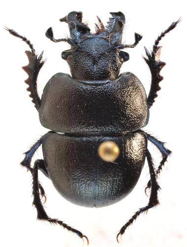 Réf. 307 084 : Lethrus longimanus