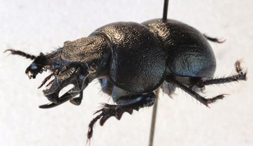 Réf. 307 085 : Lethrus longimanus