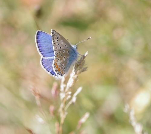 Polyommatus icarus