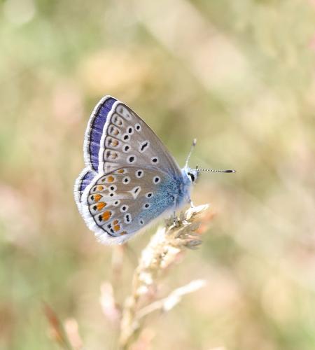 Polyommatus icarus