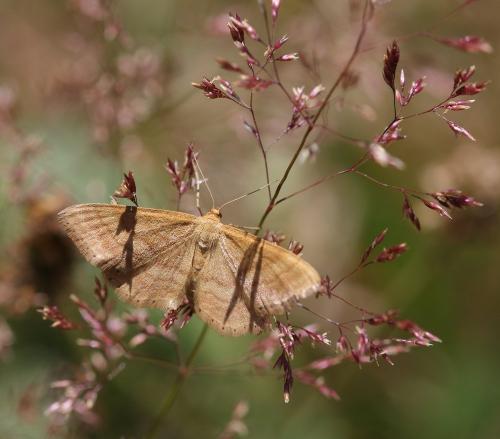 Réf. 307 029 : Idaea ochrata