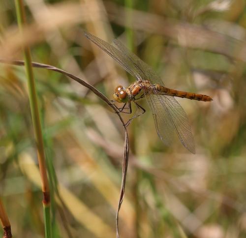 Sympetrum striolatum