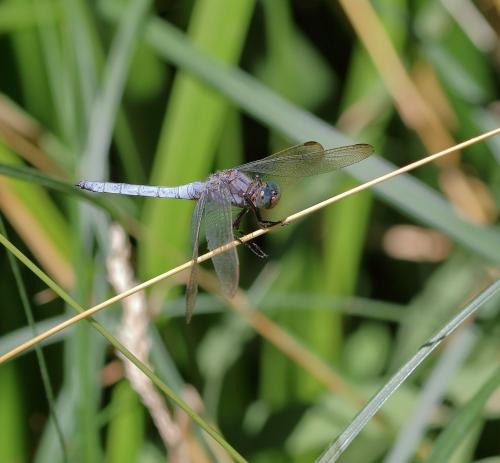 Réf. 307 259 : Orthetrum coerulescens