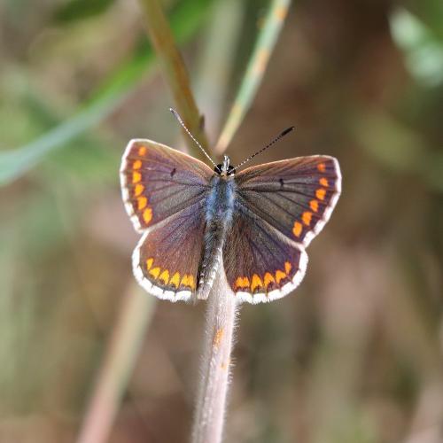 Réf. 307 030 : Aricia agestis