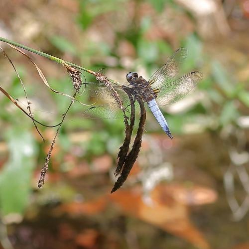 Libellula fulva