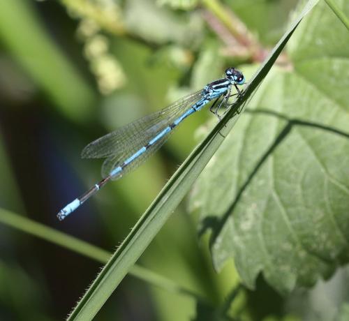 Réf. 307 330 : Coenagrion puella