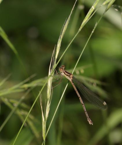 Chalcolestes viridis
