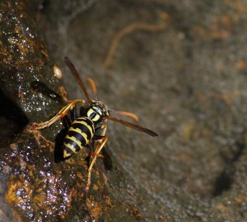Polistes sp.