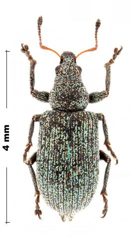 Polydrusus manteroi