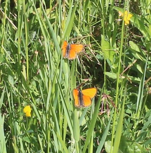 Réf. 307 022 : Lycaena virgaureae