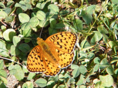 Argynnis aglaja