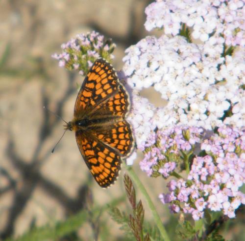 Réf. 307 066 : Melitaea athalia celadussa
