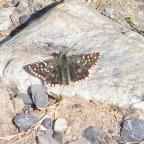 Pyrgus sp.