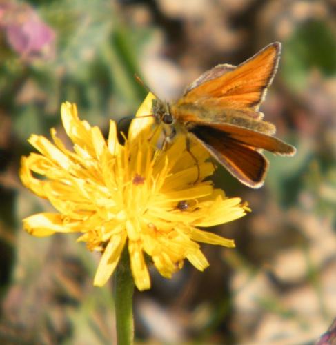 Réf. 307 221 : Thymelicus sylvestris