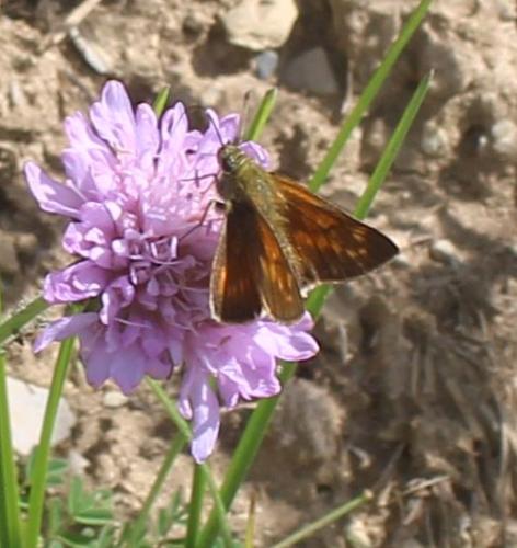Ochlodes sylvanus