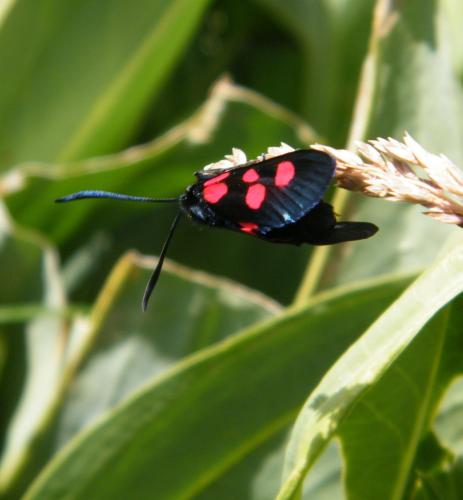Zygaena lonicerae
