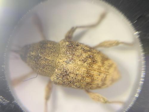 Curculio elephas