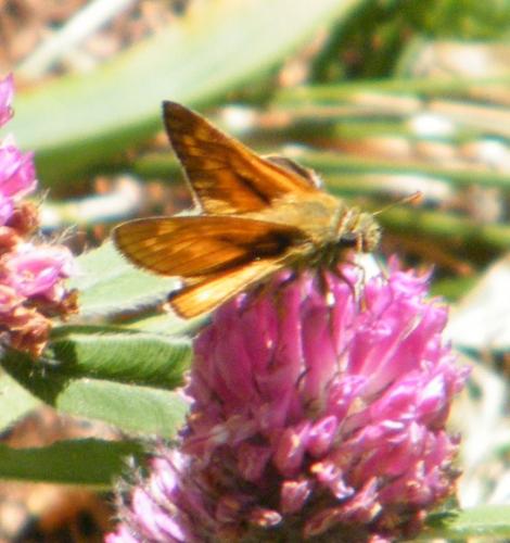Ochlodes sylvanus