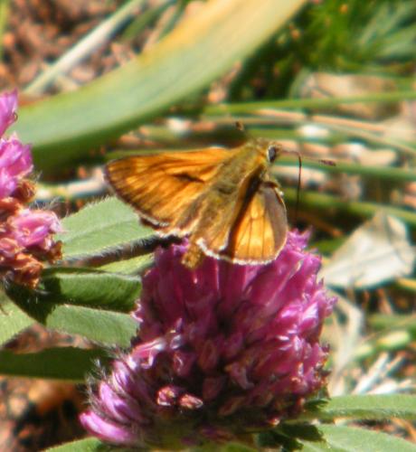 Ochlodes sylvanus