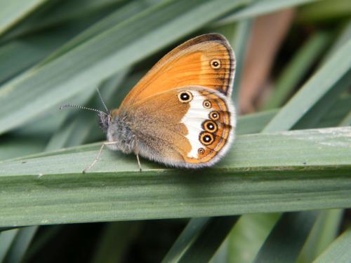 Réf. 307 545 : Coenonympha arcania